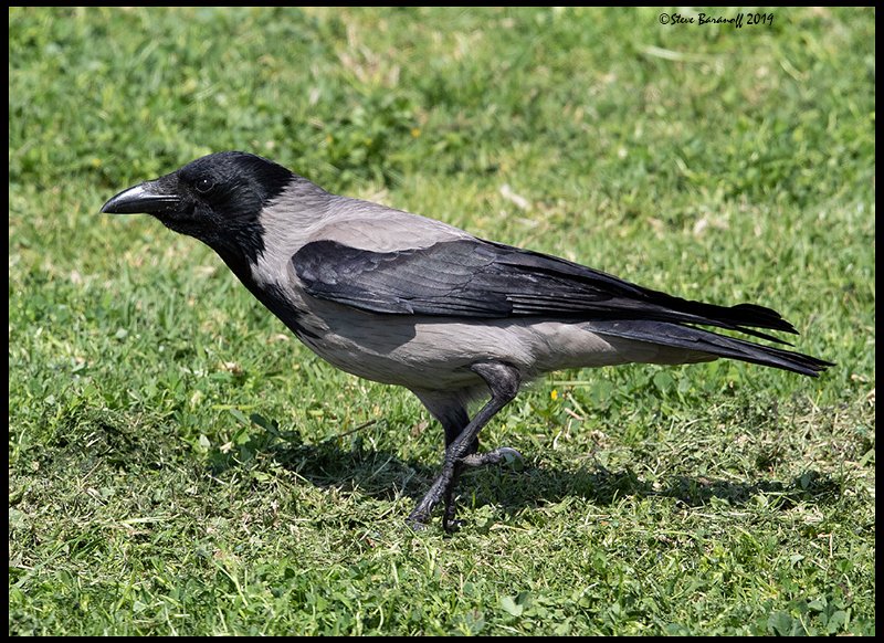 _9SB9799 hooded crow.jpg
